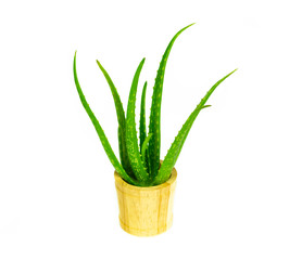 Aloe vera on wooden isolated on white background