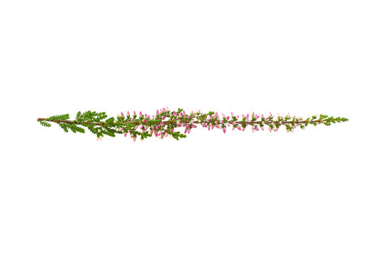 purple calluna ordinary isolated on white background