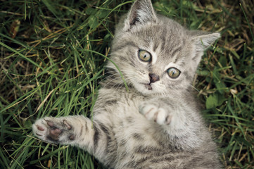 Obraz premium Gray kitten lies in the green grass