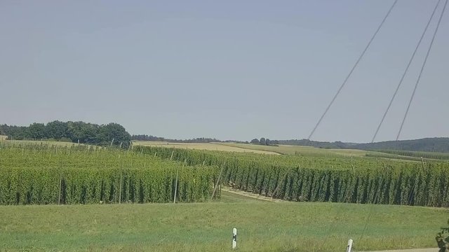 Hopfenfelder in der Hallertau