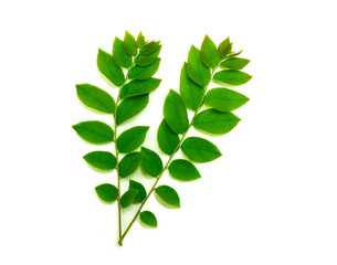 Leaves star gooseberry isolated on white background