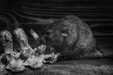 Rat gnaws bone.