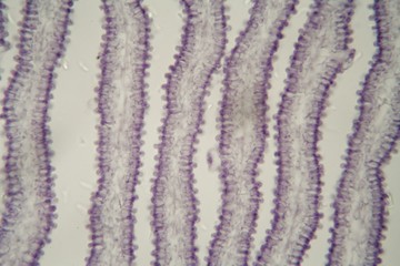 Naklejka na ściany i meble Coprinus mushroom under the microscope