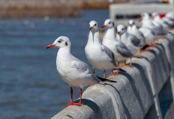 Seagull portrait against sea shore. Close up view of white bird seagull sitting by the beach. with natural  background.