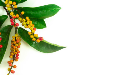 Thai bluebery on white background