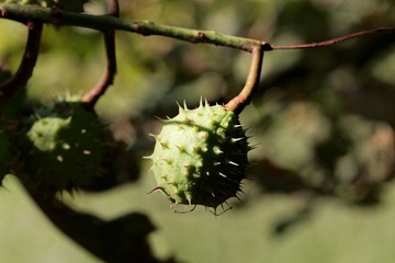 Fruit of a horse chestnut tree
