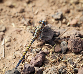 Libelle, Kleinlibelle, Prachtlibelle, Odonata, Odonatoptera, Insekten