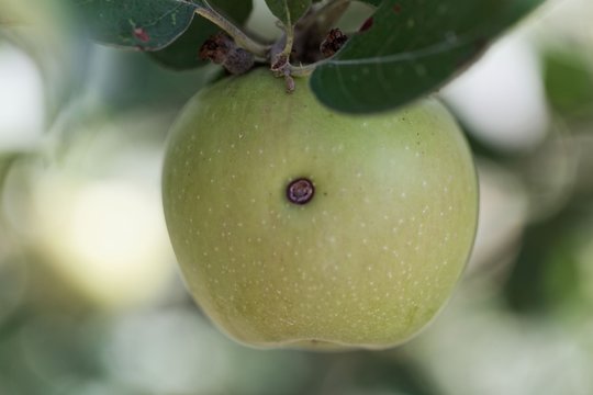 Boring trace of a codling moth (Cydia pomonella) in an apple