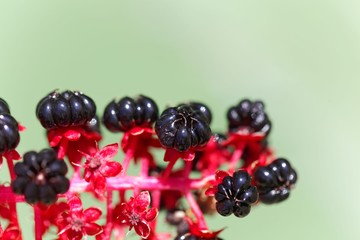 Indian poke berries (Phytolacca acinosa)