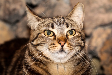 Portrait einer Katze 