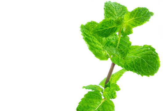 Pepermint fresh isolated on white background