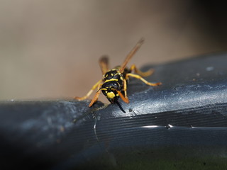 Wasp at a waterplace