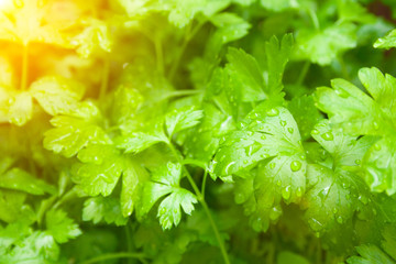 Green leaves of parsley