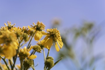 Flowers of a wingstem (Verbesina alternifolia)
