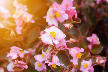 Gegonia flowers