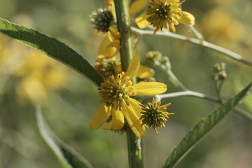 Flowers of a wingstem (Verbesina alternifolia)