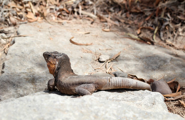 Gran-Canaria-Rieseneidechse, Kanareneidechse, Gekko 
