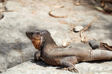 Gran-Canaria-Rieseneidechse, Kanareneidechse, Gekko 