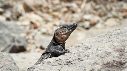 Gran-Canaria-Rieseneidechse, Kanareneidechse, Gekko 