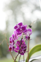 Orchidee