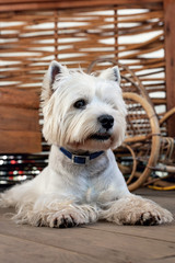 West Highland White Terrier sits on a wooden floor in a garden house