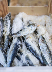 Fresh sardines