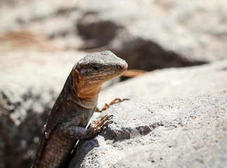 Gran-Canaria-Rieseneidechse, Kanareneidechse, Gekko 