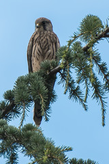 Kestrel purched at the top of a large pine tree