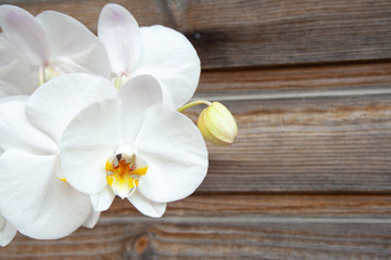 Fototapeta premium White orchid