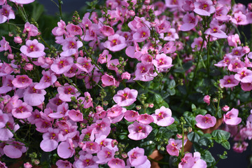 Naklejka premium Beautiful summer flowers closeup