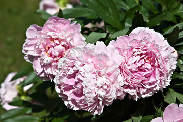 Shrub pink peonies in the garden
