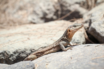 Gran-Canaria-Rieseneidechse, Kanareneidechse, Gekko 