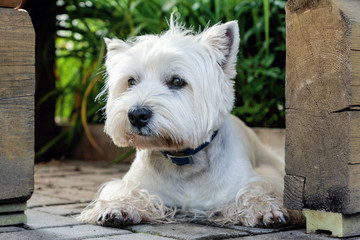 West Highland White Terrier is waiting for its owner