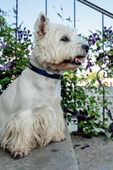 West Highland White Terrier is waiting for its owner