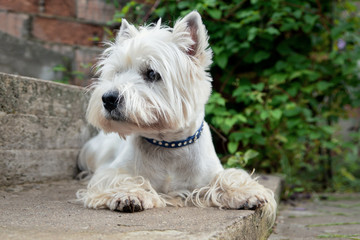 West Highland White Terrier is waiting for its owner