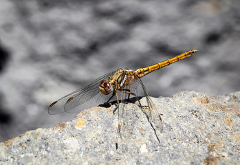 Libelle, Kleinlibelle, Prachtlibelle, Odonata, Odonatoptera, Insekten