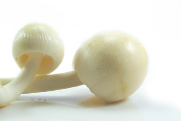 Fototapeta premium Thai mushroom isolated on white background