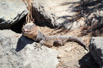 Gran-Canaria-Rieseneidechse, Kanareneidechse, Gekko 