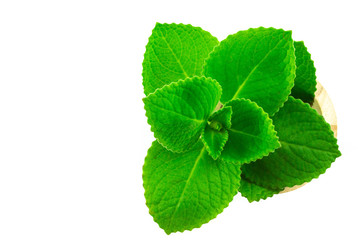 Close up country Borage leaves isolated on white background