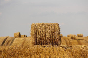 Zbliżenie na snopek siana na polu - letni, sierpniowy zbiór plonów © Cezzar