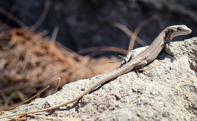 Gran-Canaria-Rieseneidechse, Kanareneidechse, Gekko 