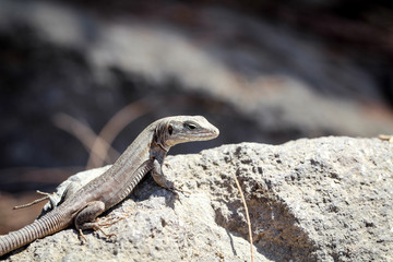 Gran-Canaria-Rieseneidechse, Kanareneidechse, Gekko 