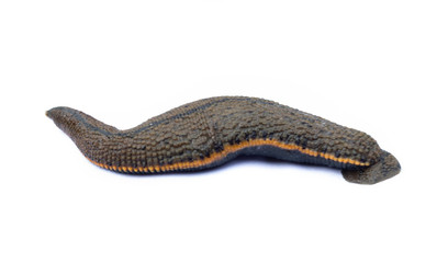 Leech isolated on white background