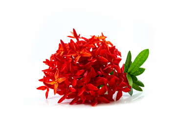 Naklejka premium Red spike flower isolated on white background