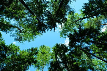 Heldere blauwe lucht omlijst door hoge bosbomen