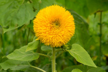 Naklejka premium Decorative sunflower Teddy Bear