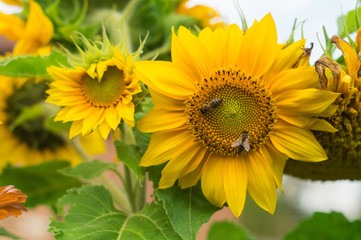 Bee on yellow flower of a sunflower