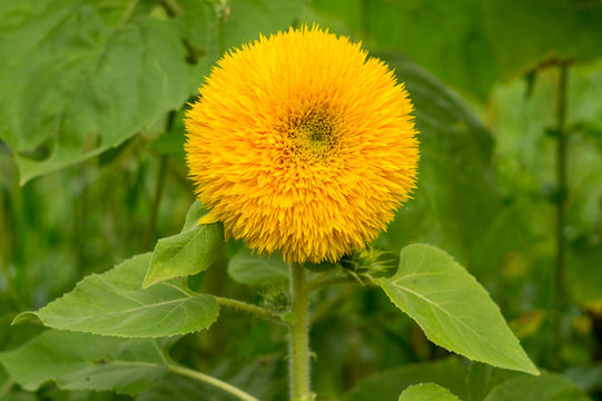 Fototapeta Decorative sunflower Teddy Bear