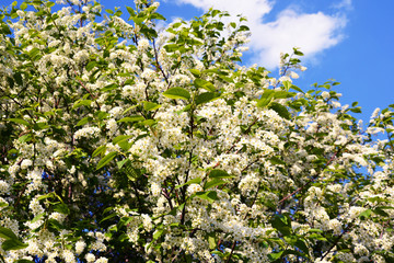 bird cherry, cherry, tree, spring, flower, nature, green, sky, blossom, plant, branch, white, leaf, blue, bloom, cherry, garden, leaves, flowers, apple, blooming, beauty, season, summer, flora, bush