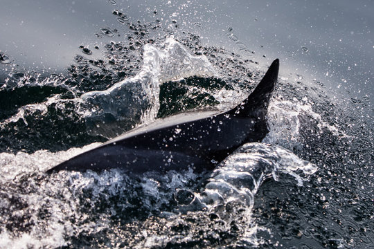 Common Dolphin Splashing at Surface of Atlantic Ocean